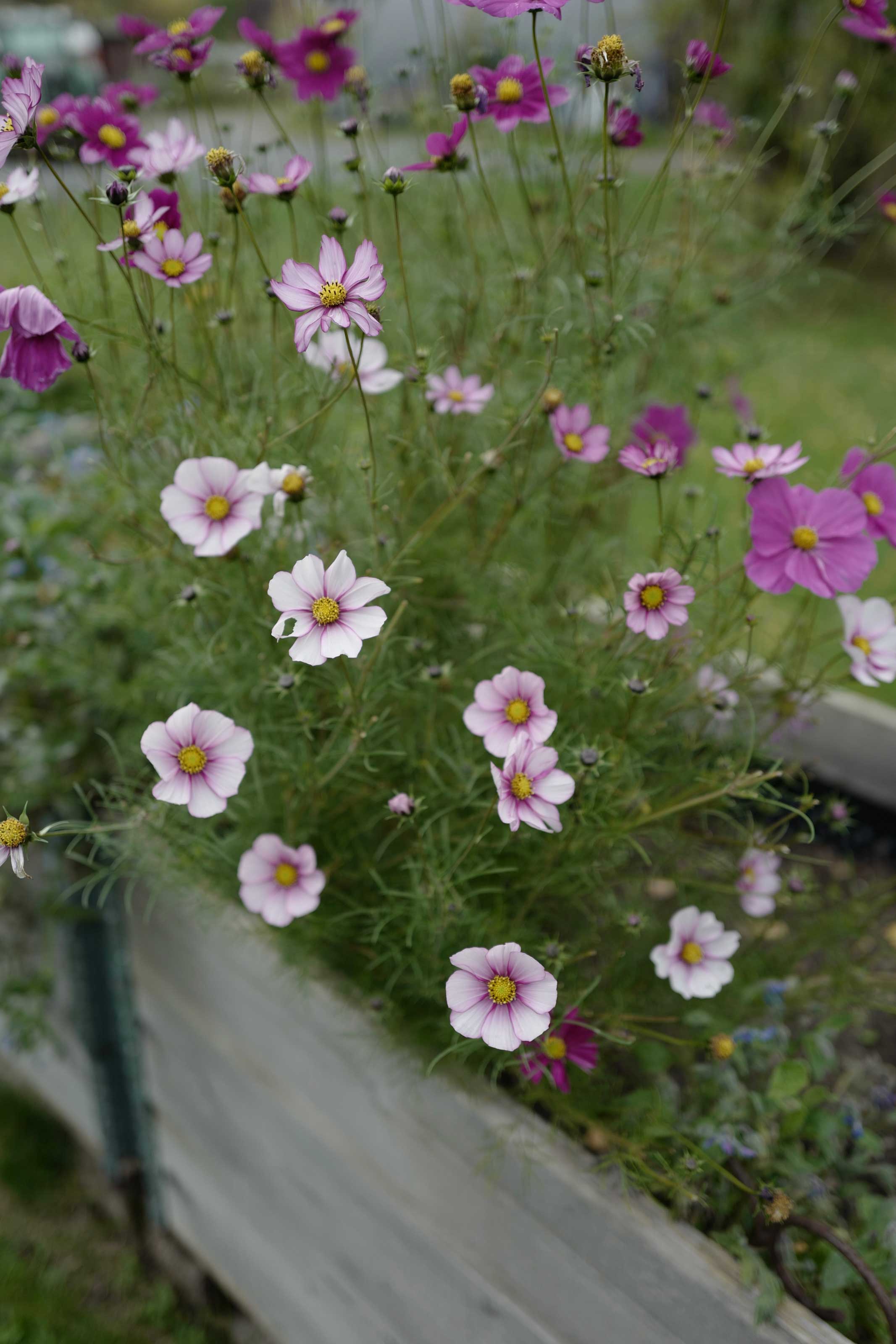Cosmea in Rosa- und Lilatönen im Hochbeet