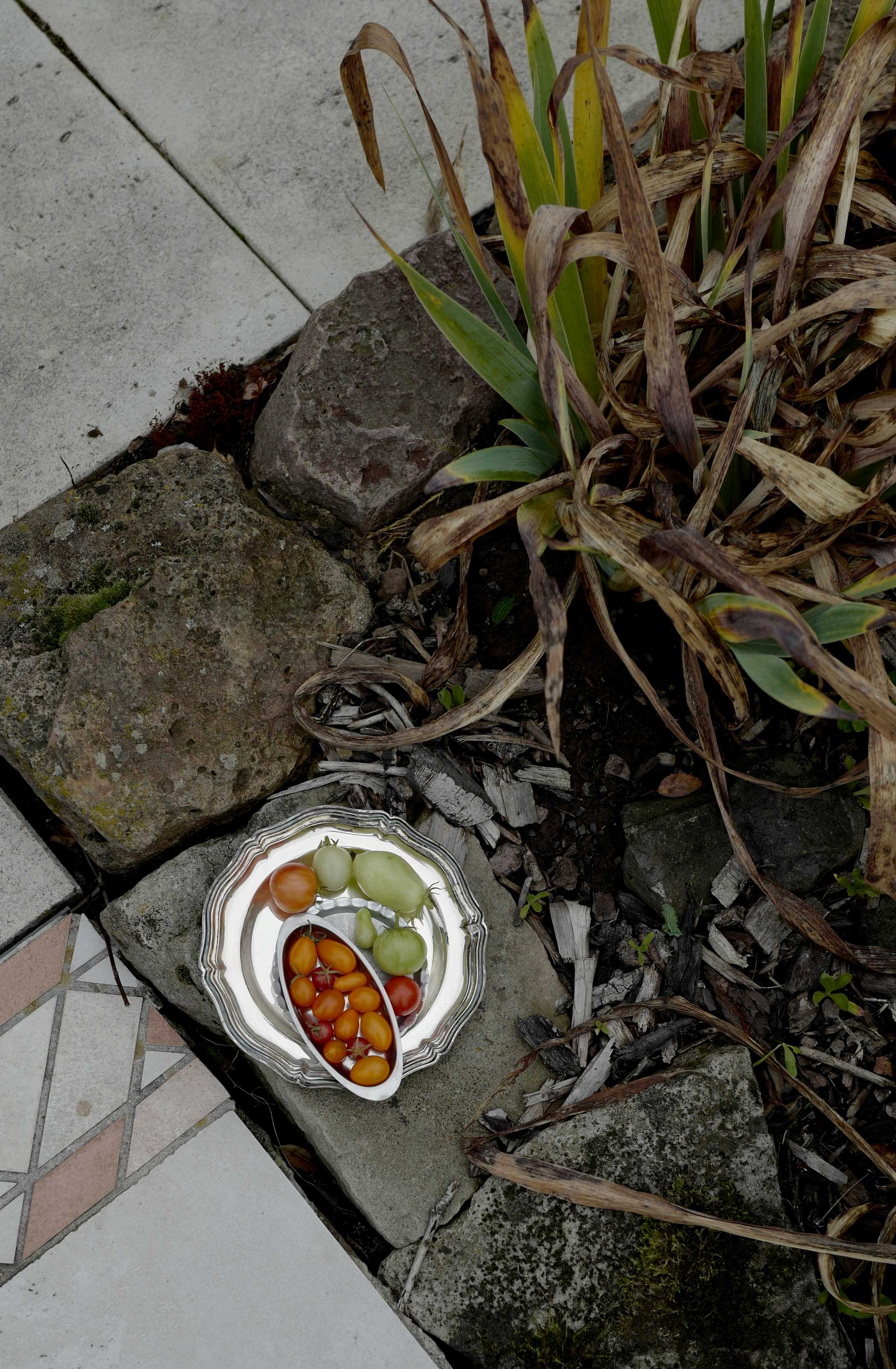 Silberschale mit frisch geernteten Tomaten auf Gartensteinen