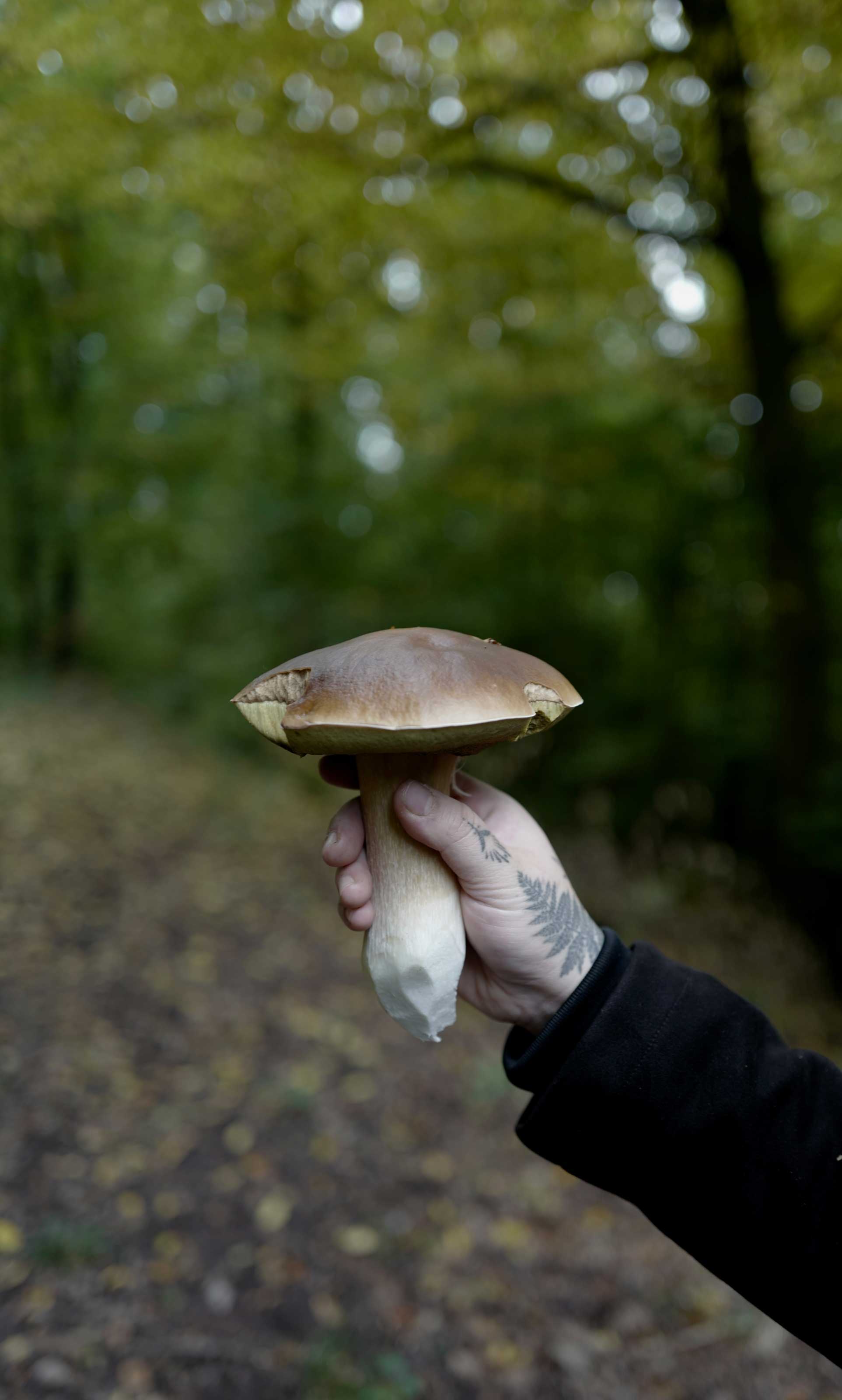 Hand hält frisch gesammelten Steinpilz im Herbstwald
