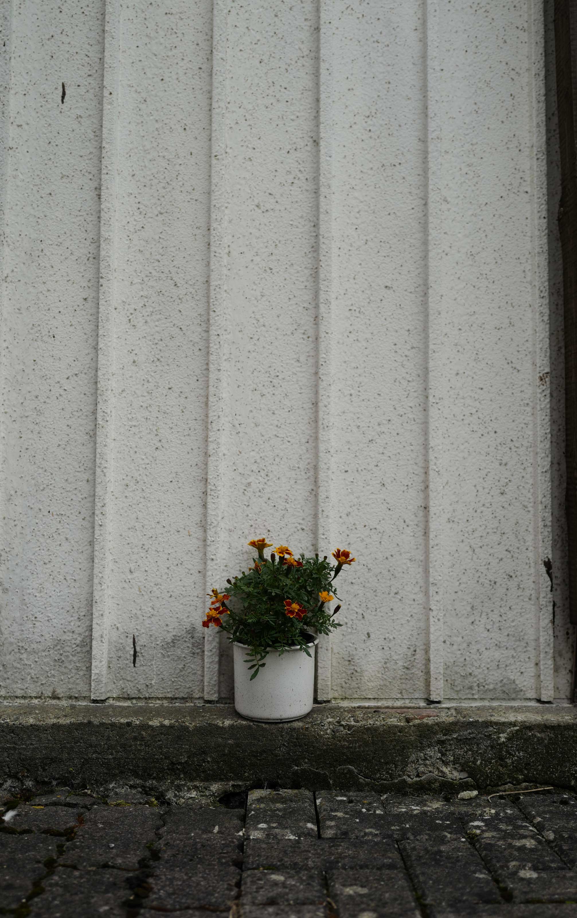 Tagetes in weißem Emaillebecher vor grauer Hauswand
