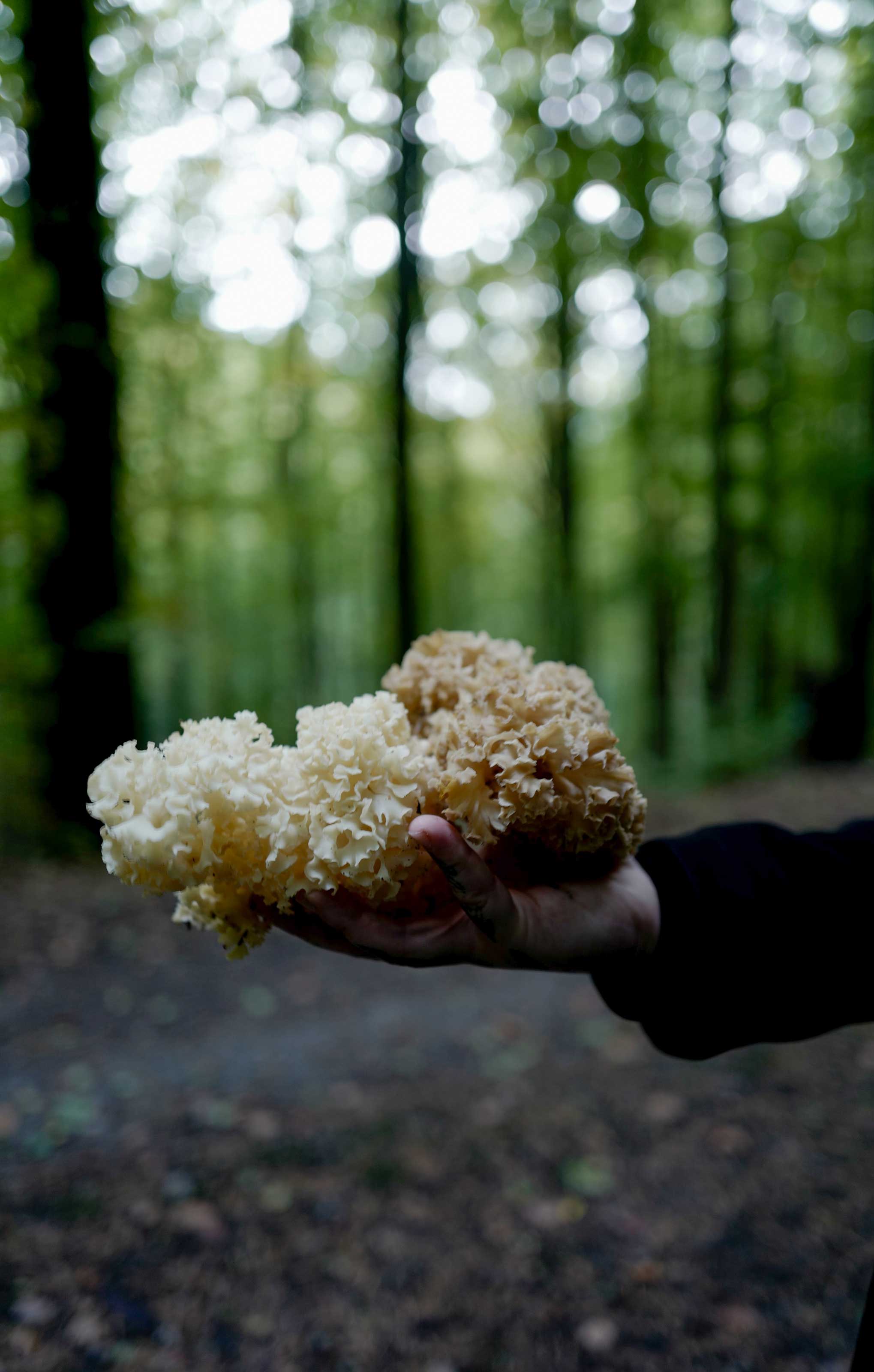 Hand hält frisch gesammelten Flaschenbovisten aus dem Wald